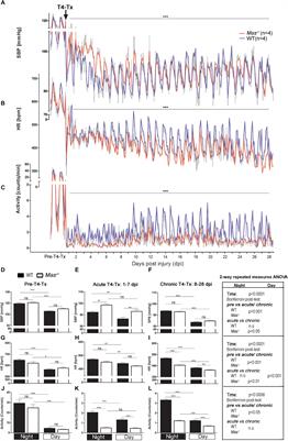 Angiotensin-(1-7) Receptor Mas in Hemodynamic and Thermoregulatory Dysfunction After High-Level Spinal Cord Injury in Mice: A Pilot Study